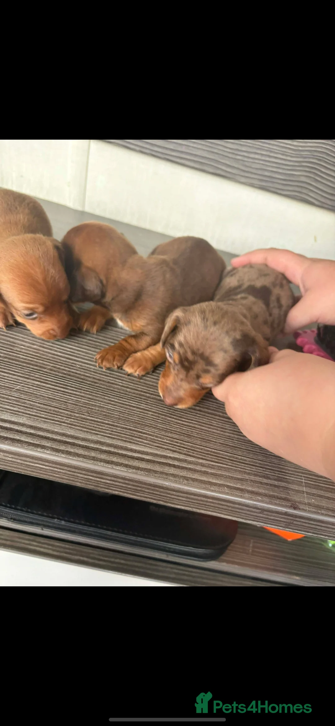 Miniature Dachshund dogs for sale: Miniature daschound pups - Advert 2