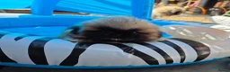 Pekingese dogs for sale: KC Registered Pekingese Puppies top quality  - Advert 6