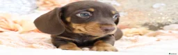 Miniature Dachshund dogs for sale: KC Miniature Dachshund Puppies - Advert 13