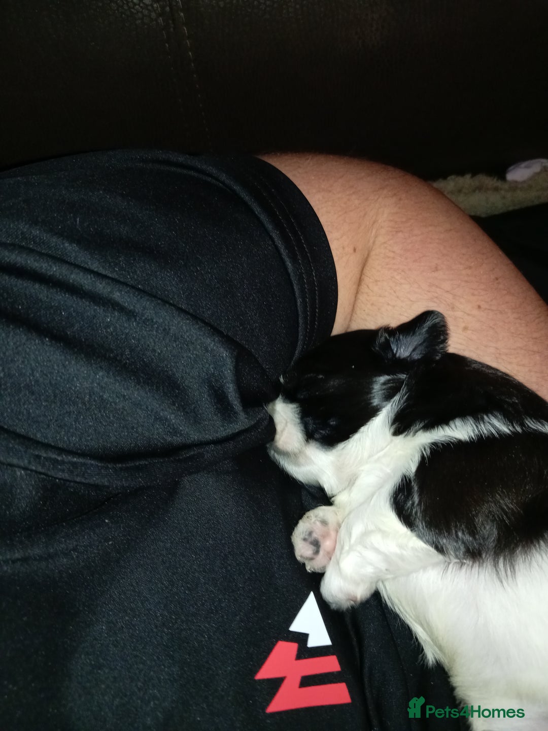 Shih Tzu dogs for sale: Female black and white shih tzu puppy  - Image 5