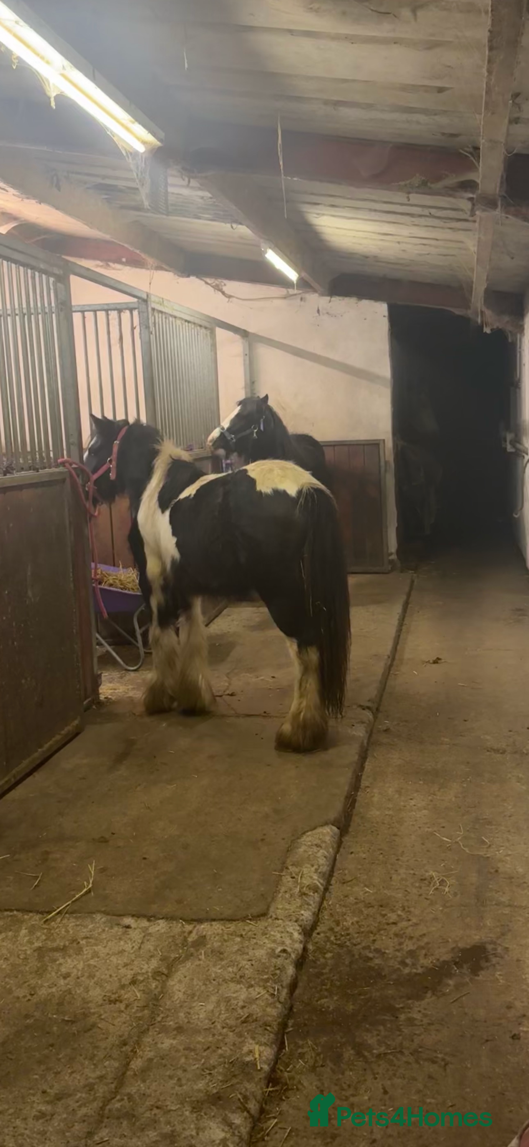 Irish Cob horses for sale: Piggy  - Advert 4
