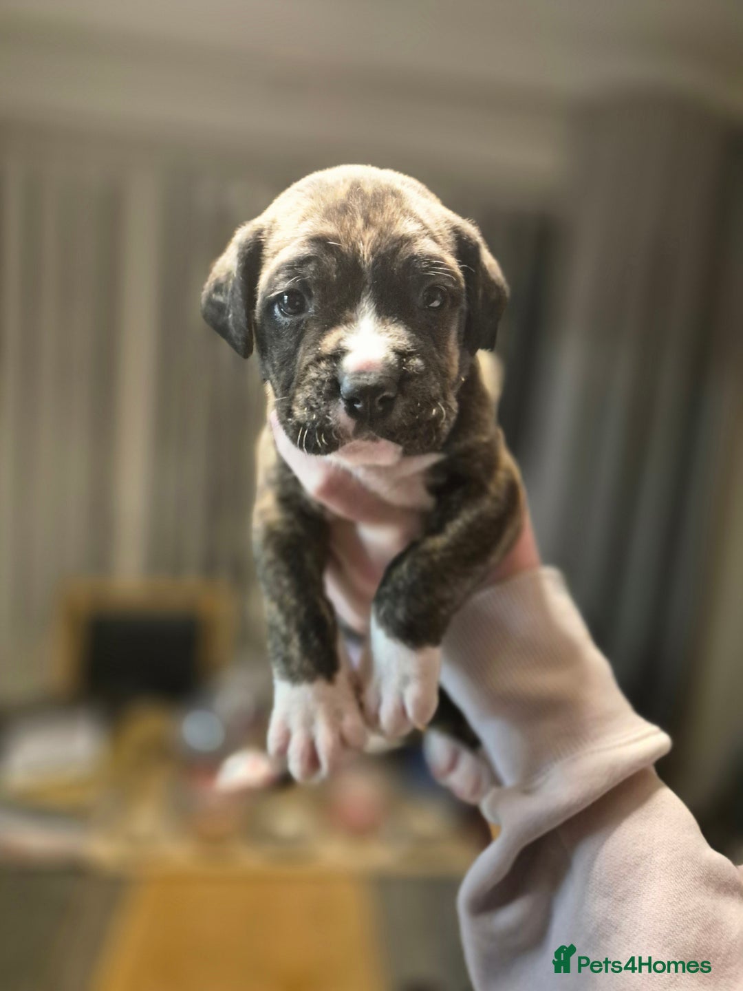 Cane Corso dogs for sale: Mum (3/4 cane corse) Dad (Full Cane corso)KANO - Advert 13