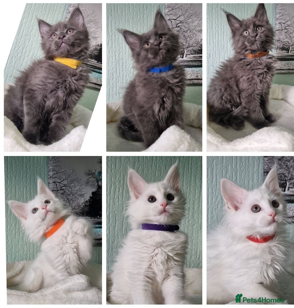 Maine Coon cats PURE BREED MAINE COON KITTENS AVAILABLE - Advert 17