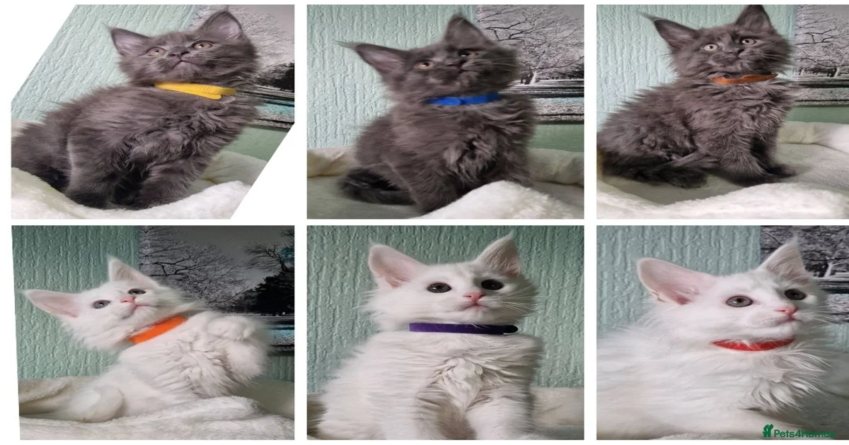 kittens-for-sale-in-edinburgh-edinburgh-pets4homes