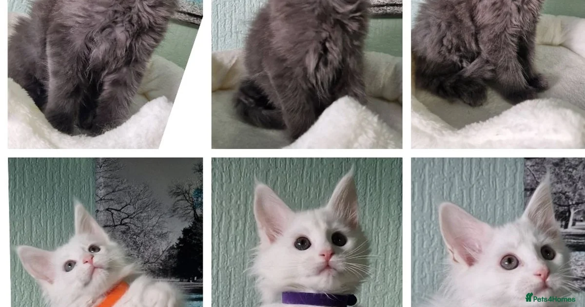 Kittens For Sale In Edinburgh Edinburgh Pets4Homes kittens-for-sale-in-edinburgh-edinburgh-pets4homes