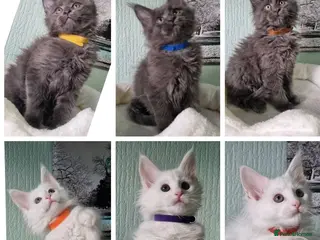 Maine Coon cats PURE BREED MAINE COON KITTENS AVAILABLE - Advert 17