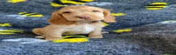 Cocker Spaniel dogs for sale: 🐶Show type KC reg fully vaccinated 🐶 reduced  - Advert 13