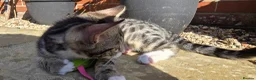 Bengal cats for sale: Bengal Mix - Advert 10