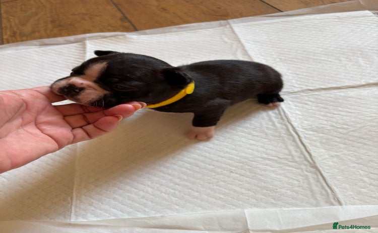 Boston Terrier dogs - Advert 8