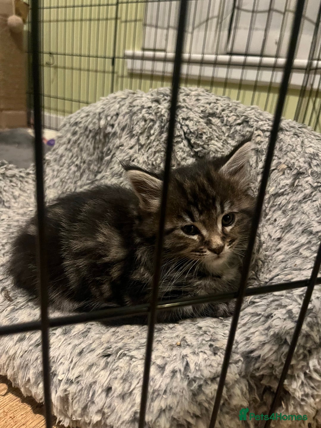 Maine Coon cats for sale: Maine coon X Ragdoll mix breed - Advert 2