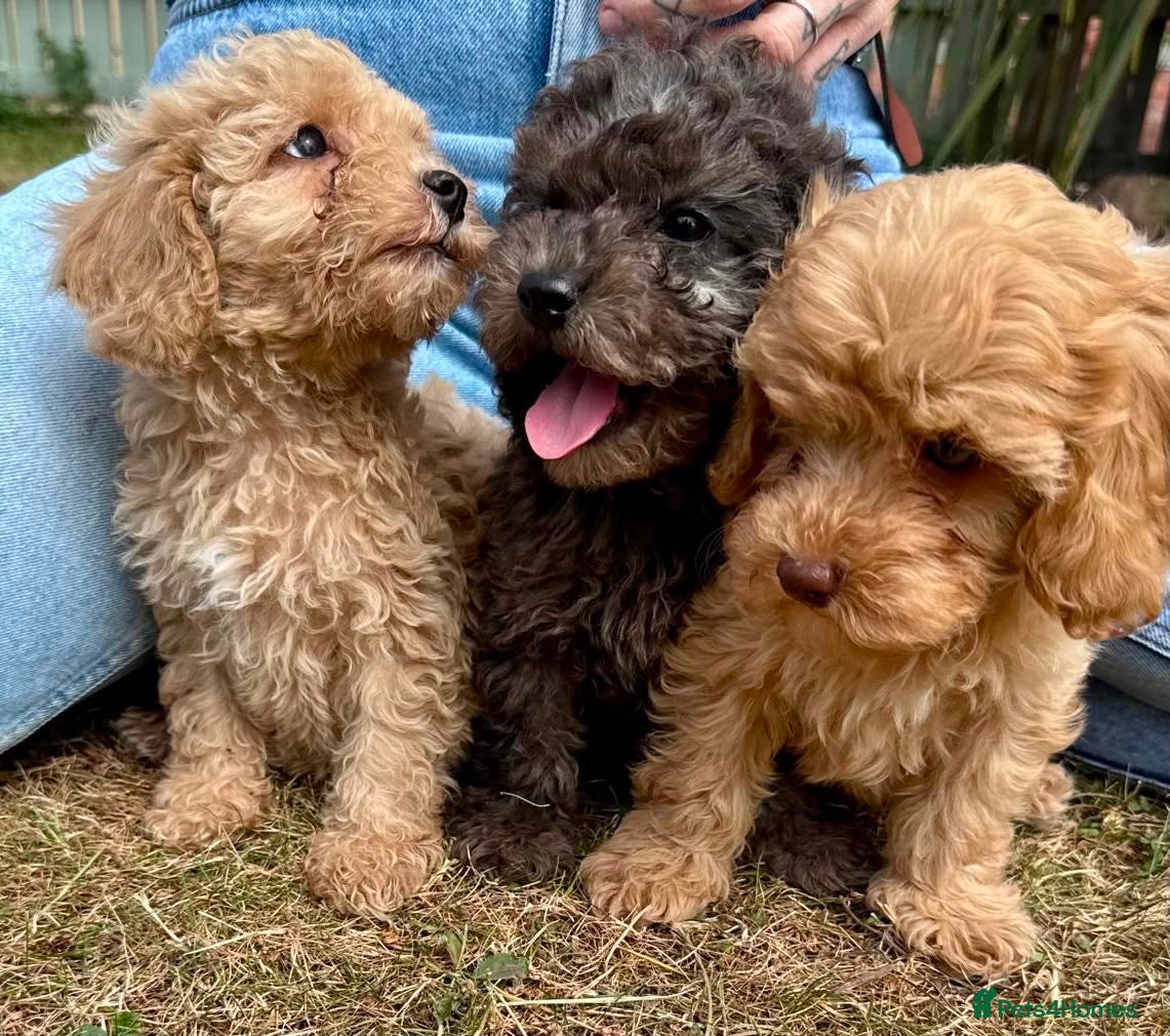 Cavapoo dogs 3 stunning F1b cavapoos  - Advert 2