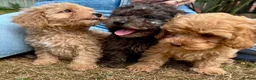 Cavapoo dogs for sale: 3 stunning F1b cavapoos  - Advert 2