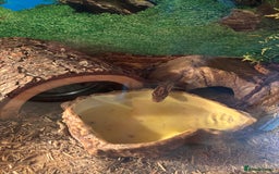 Corn Snake reptiles for sale: Adult Corn Snake Male  - Image 10