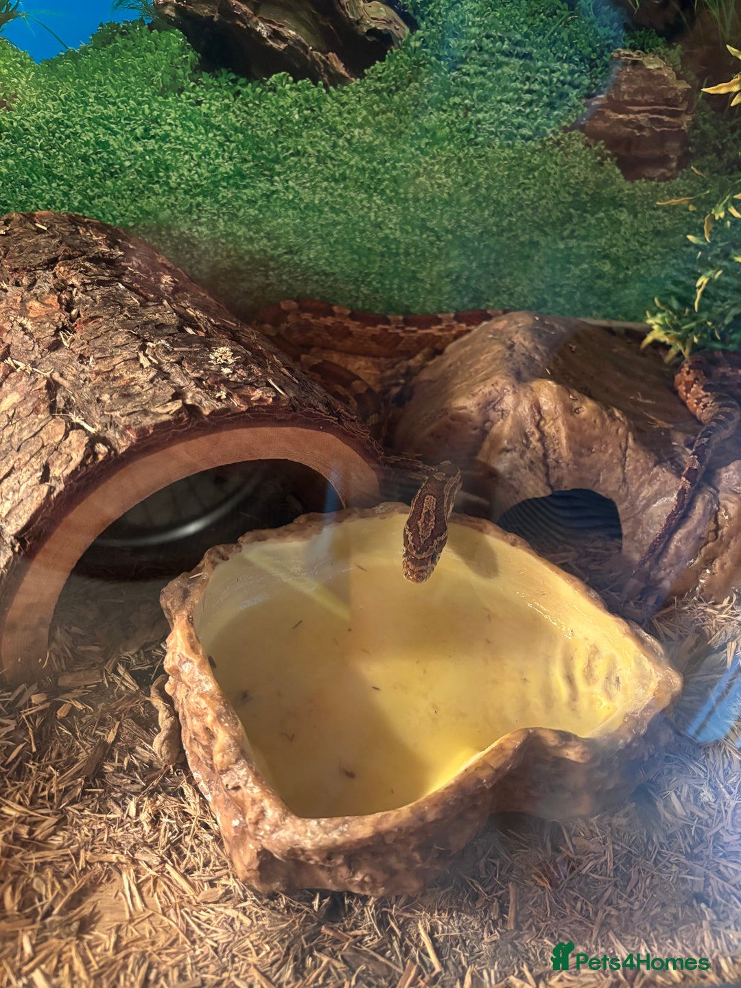 Corn Snake reptiles for sale: Adult Corn Snake Male  - Image 10