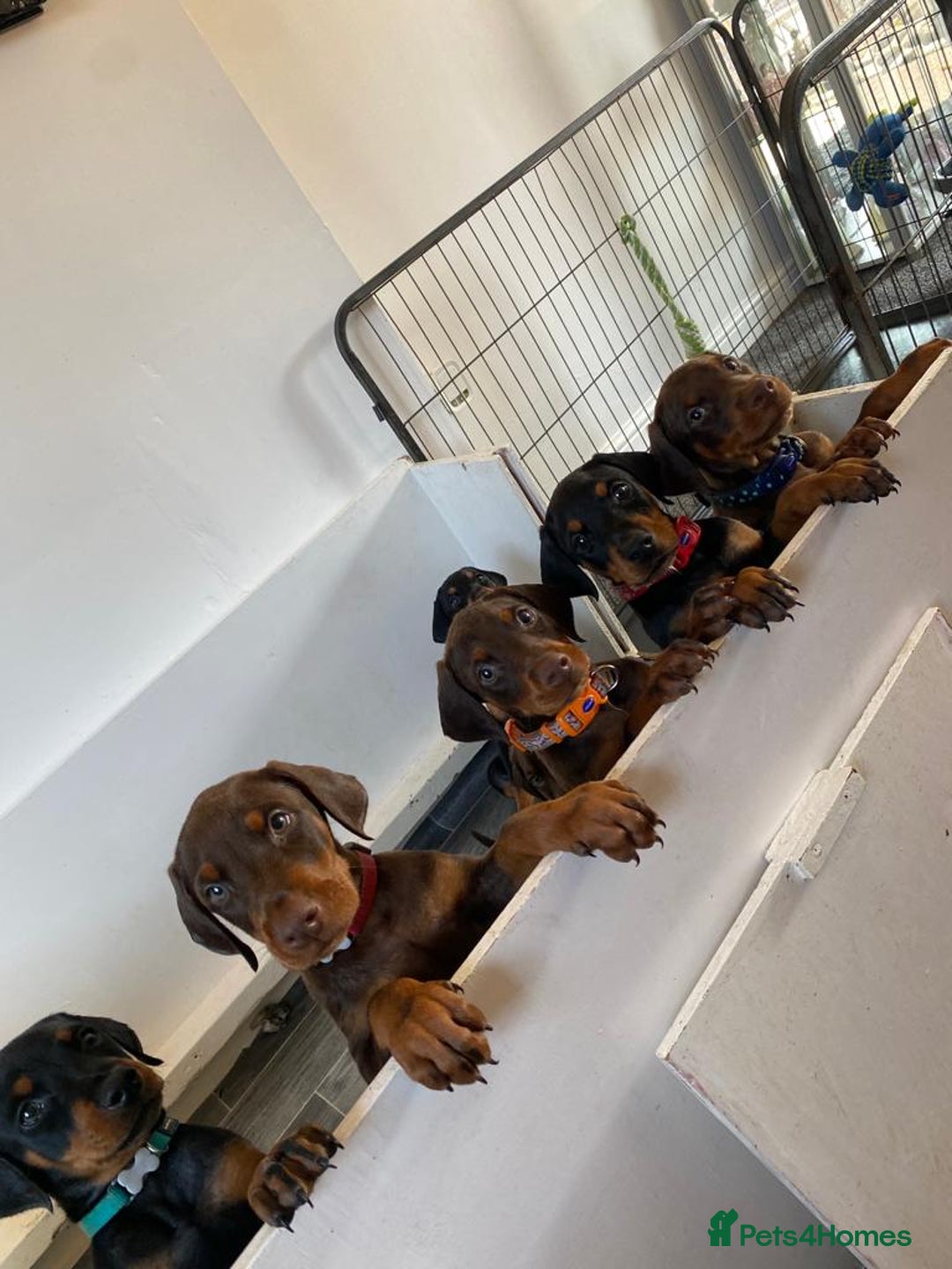 Dobermann dogs for stud: PROVEN SIRE, SON OF COME AS YOU ARE I-REX(Imp Scg) in Leeds - Image 22