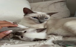 Siamese cats for sale: 2x Beautiful Pedigree Siamese Female Kittens - Image 12