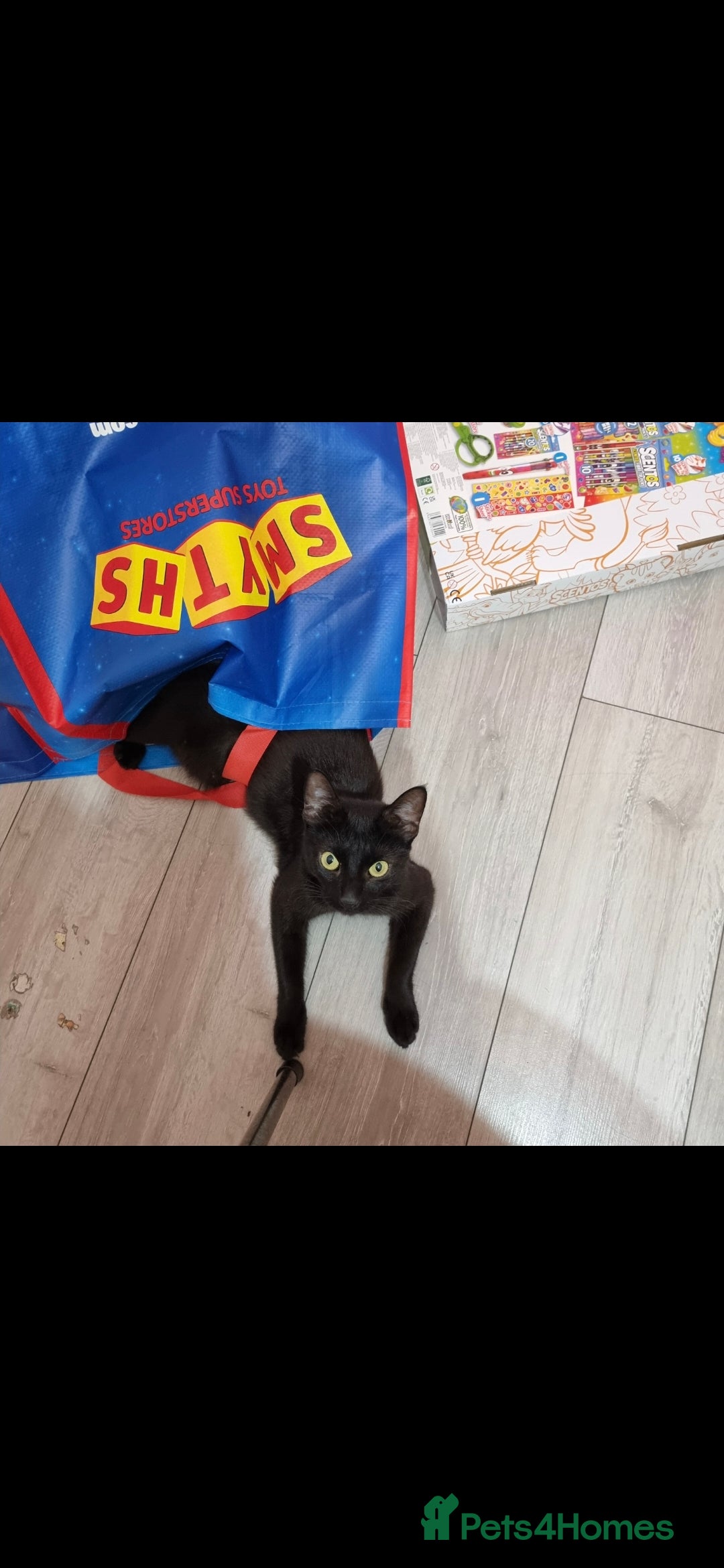 European cats for sale: Looking for a loving home for our cat - Image 4