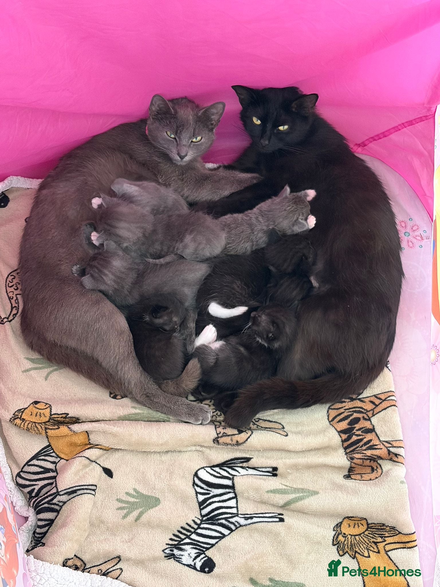 Mixed Breed cats Beautiful kittens for sale. Due to leave 19.6 - Advert 2