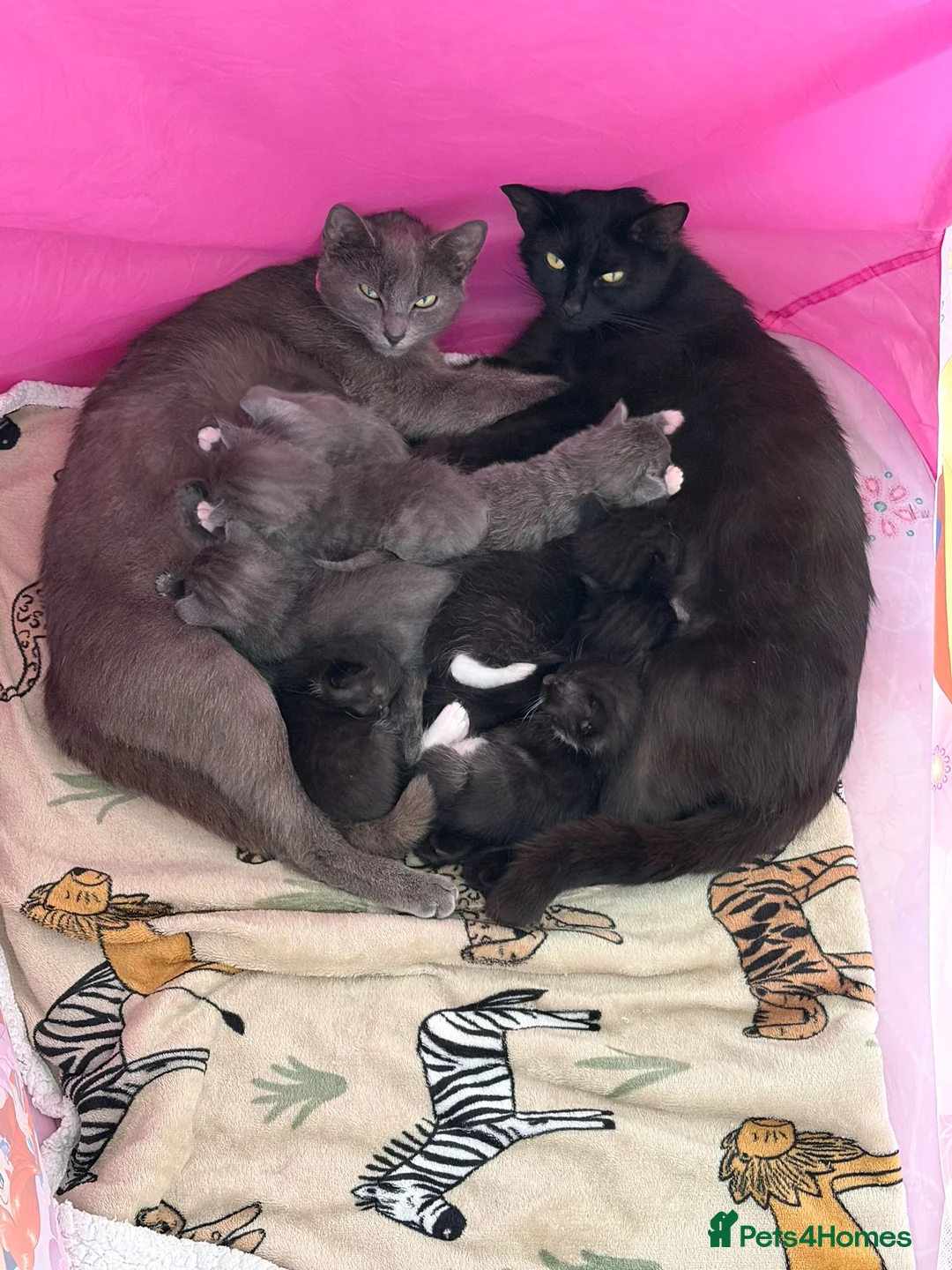 Mixed Breed cats for sale: Beautiful kittens for sale. Due to leave 19.6 - Advert 1