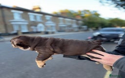 English Bulldog dogs for sale: Top quality English bulldog KC REG - Image 14