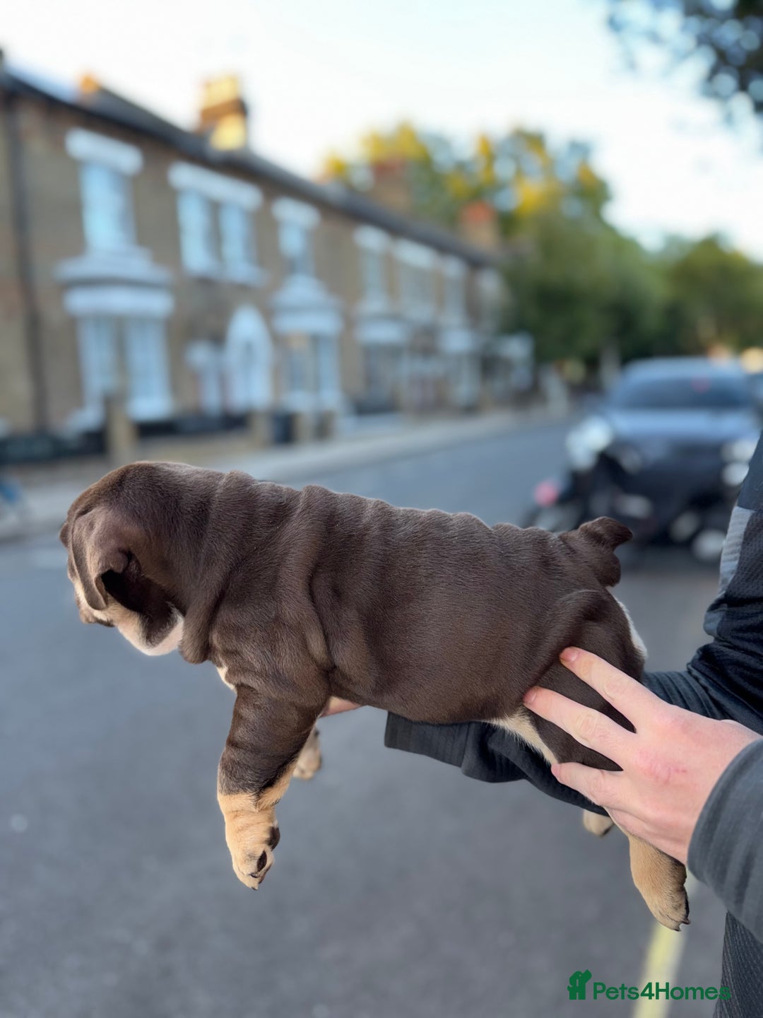 English Bulldog dogs for sale: Top quality English bulldog KC REG - Image 14