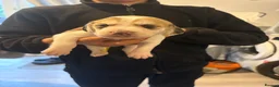 Beagle dogs for sale: Beagle pups in Bradford - Advert 5