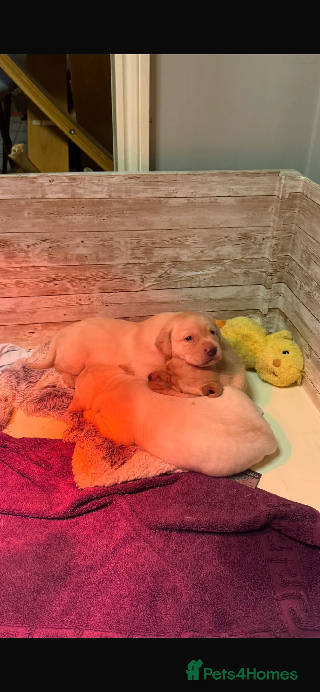 Labrador Retriever dogs for sale: 3 Labrador Puppies for sale - Advert 2