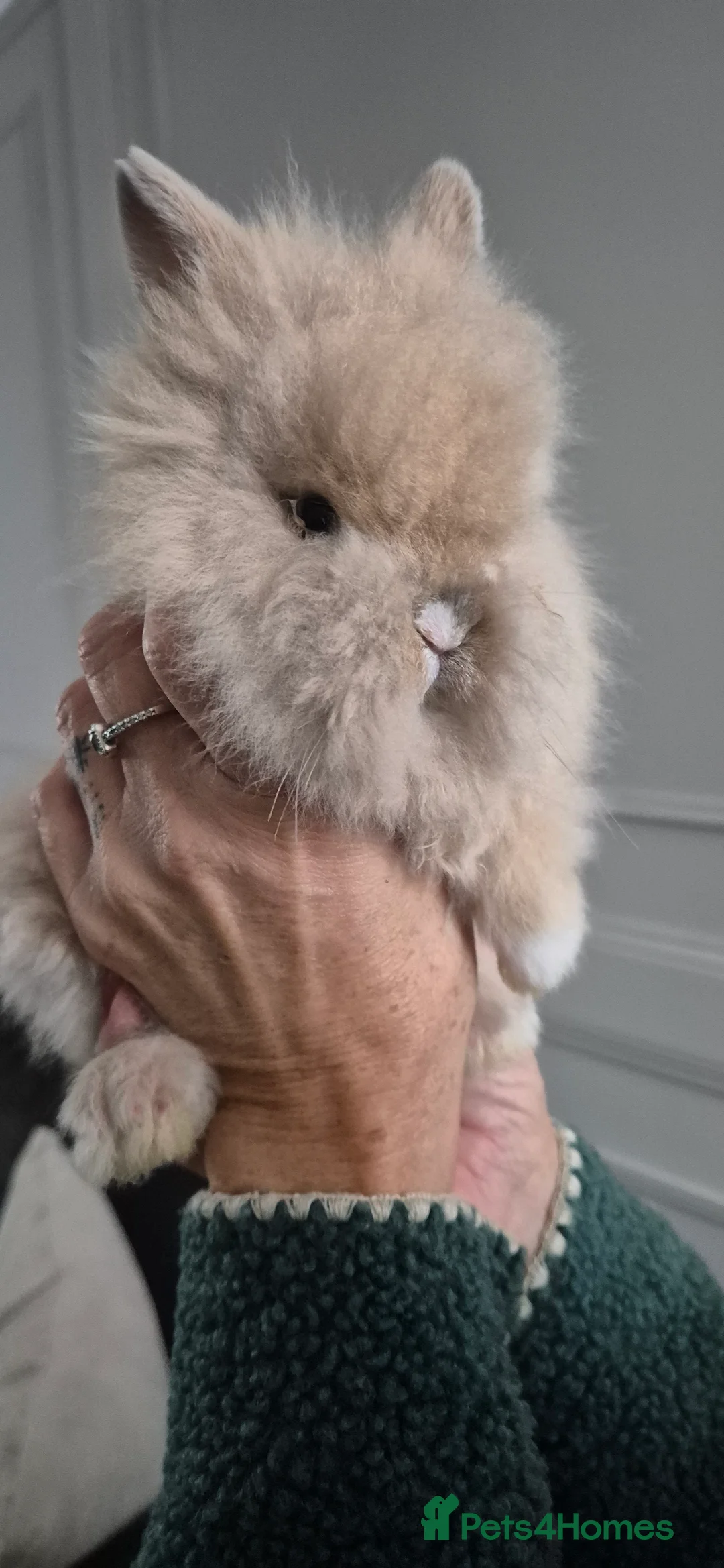 Lionhead rabbits for sale: Lionhead Dwarf Rabbits in Leicester - Advert 2