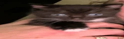 Bombay cats for sale: chocolate tuxedo cross bombay girl  - Advert 3