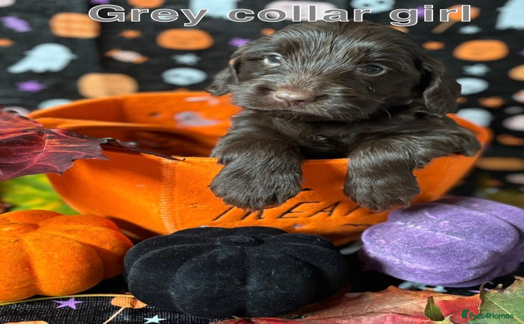 Cockapoo dogs - Advert 14