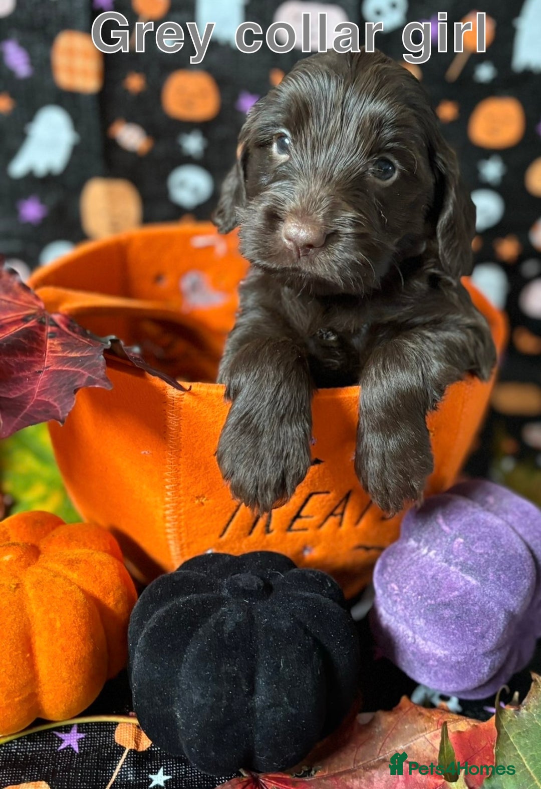 Cockapoo dogs for sale: ❤️AMAZING F1B COCKAPOOS ❤️ - Image 1