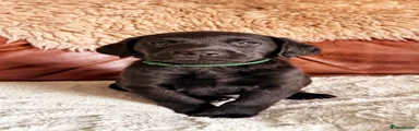 Labrador Retriever Puppy 4