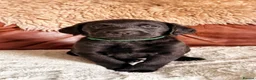 Labrador Retriever dogs for sale: Exceptional KC Reg Labrador Puppies For Sale! - Advert 35