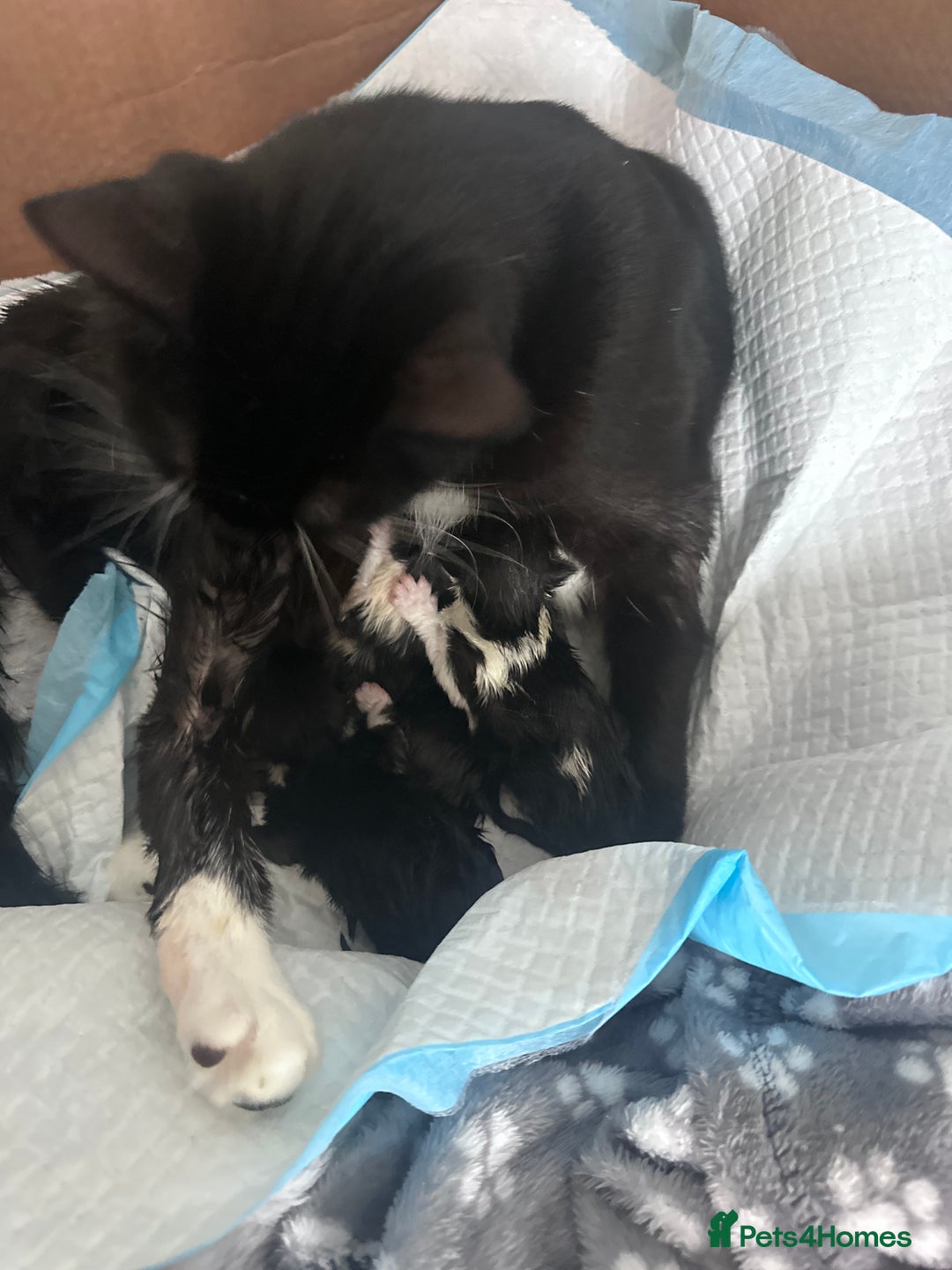 Mixed Breed cats for sale: 2 Beautiful girls for sale  - Image 8