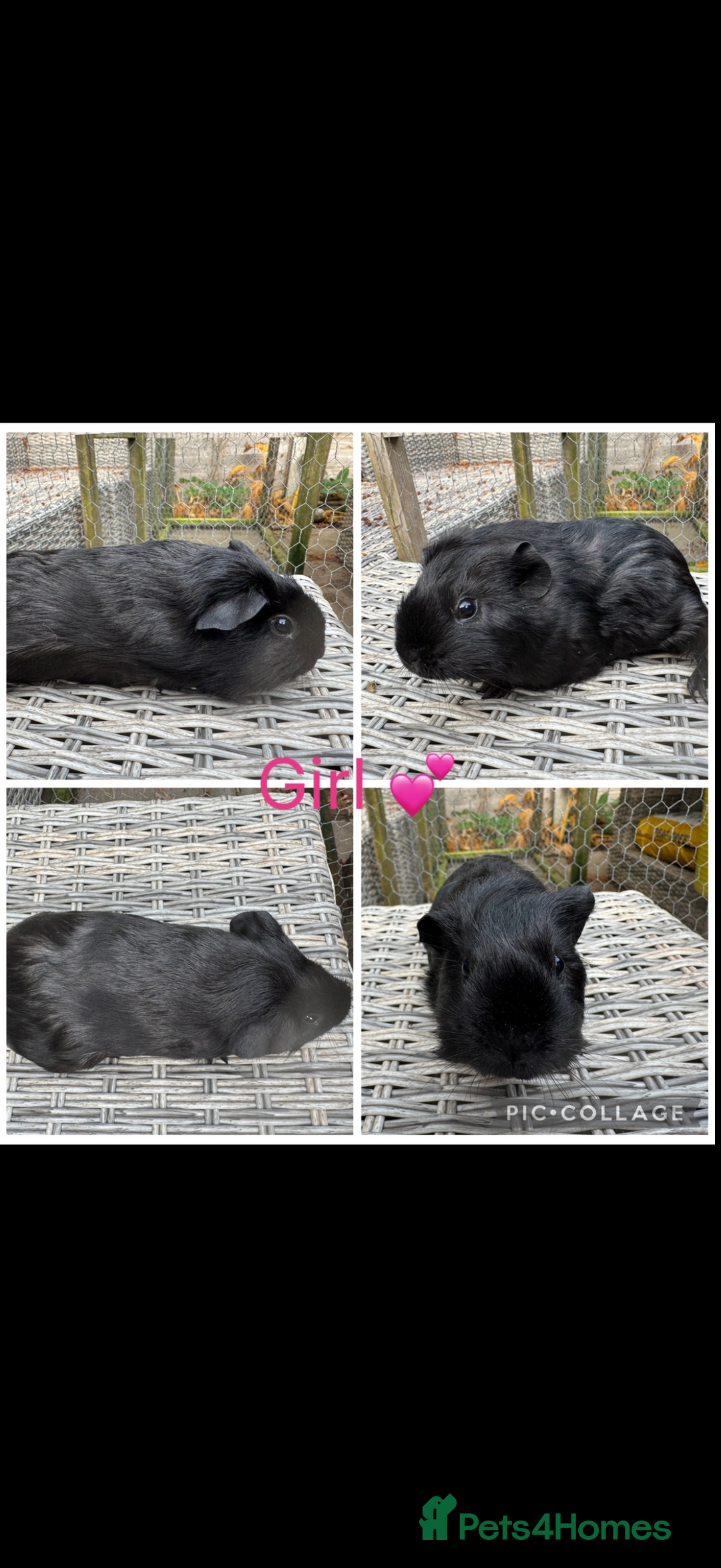 Guinea Pig rodents for sale: Male & Female Guinea pigs 👀 for new laps 🥰 - Advert 35