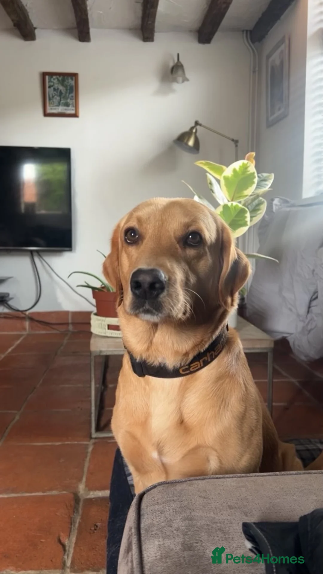 Labrador Retriever dogs for sale: Fox red Irish Labrador for loving family - Advert 8