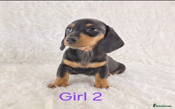 Miniature Dachshund dogs for sale: Beautiful Miniature Dachshund Puppies  - Image 14
