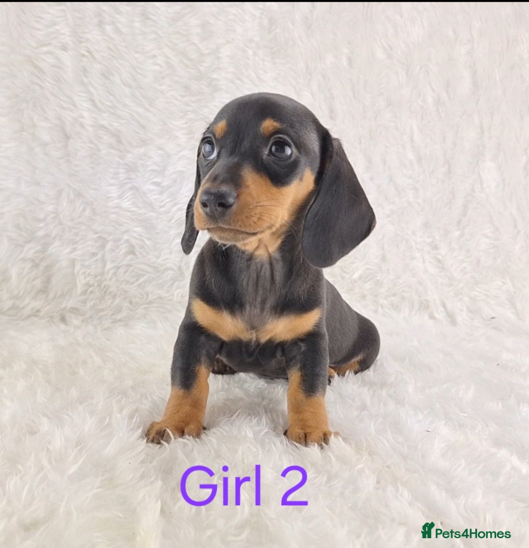Miniature Dachshund dogs for sale: Beautiful Miniature Dachshund Puppies  - Image 14