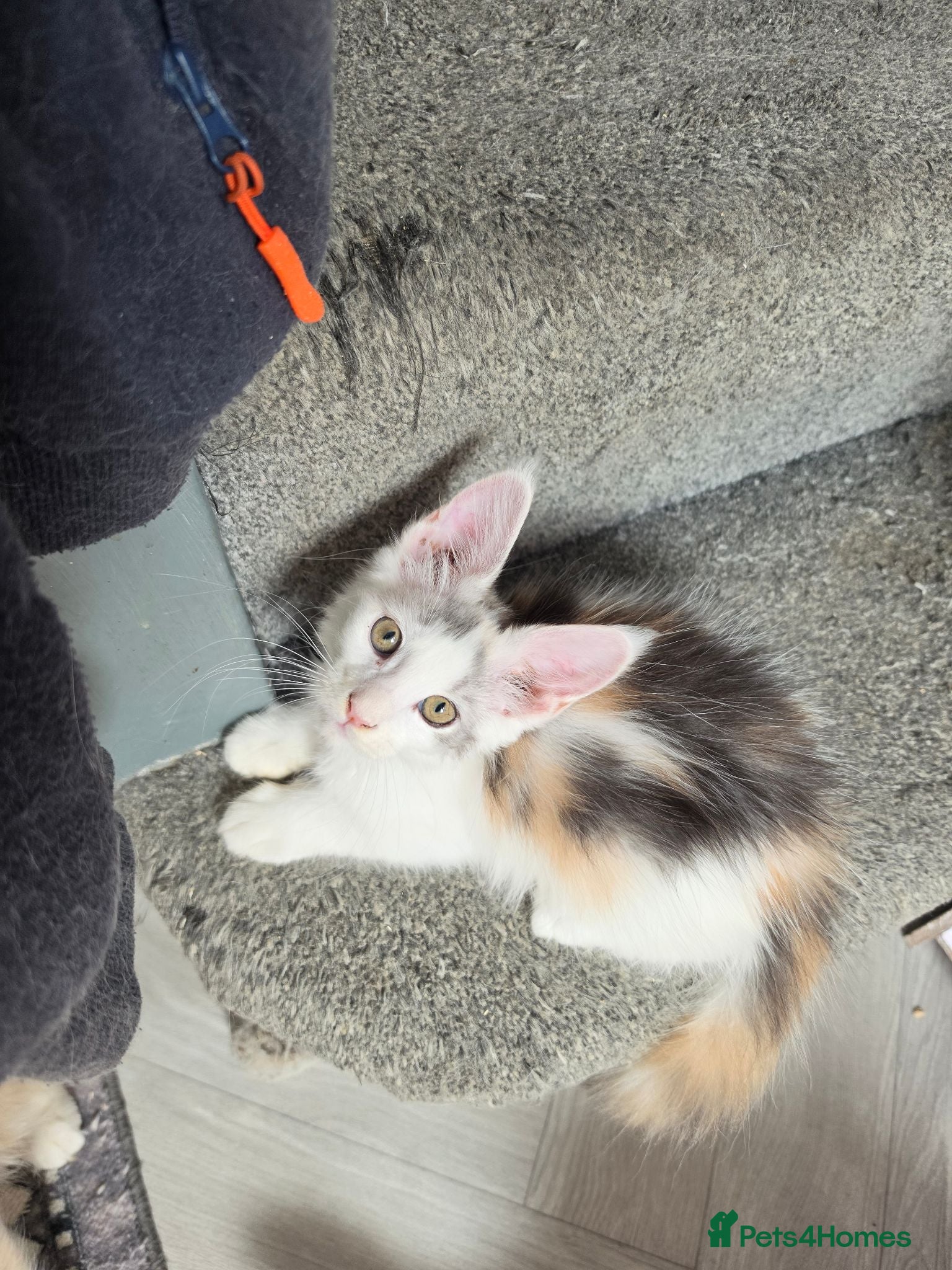 Maine Coon cats TICA REGISTERED STUNNING KITTENS  - Advert 9
