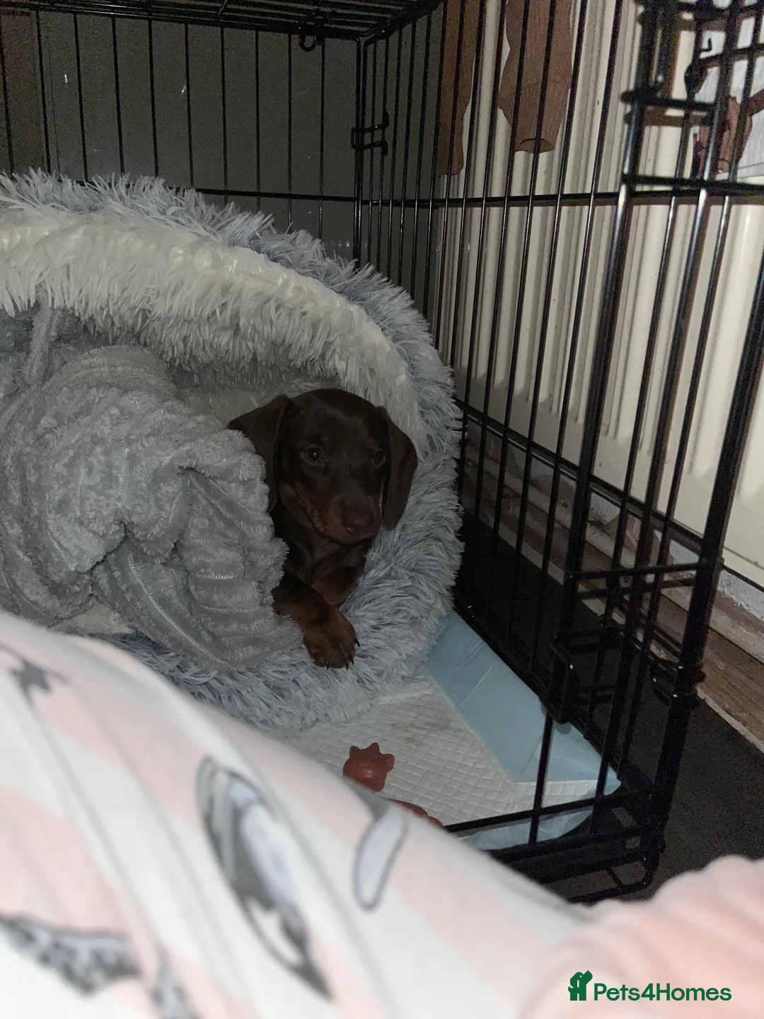 Miniature Dachshund dogs for sale: Miniature dachshund  in Birmingham - Advert 7