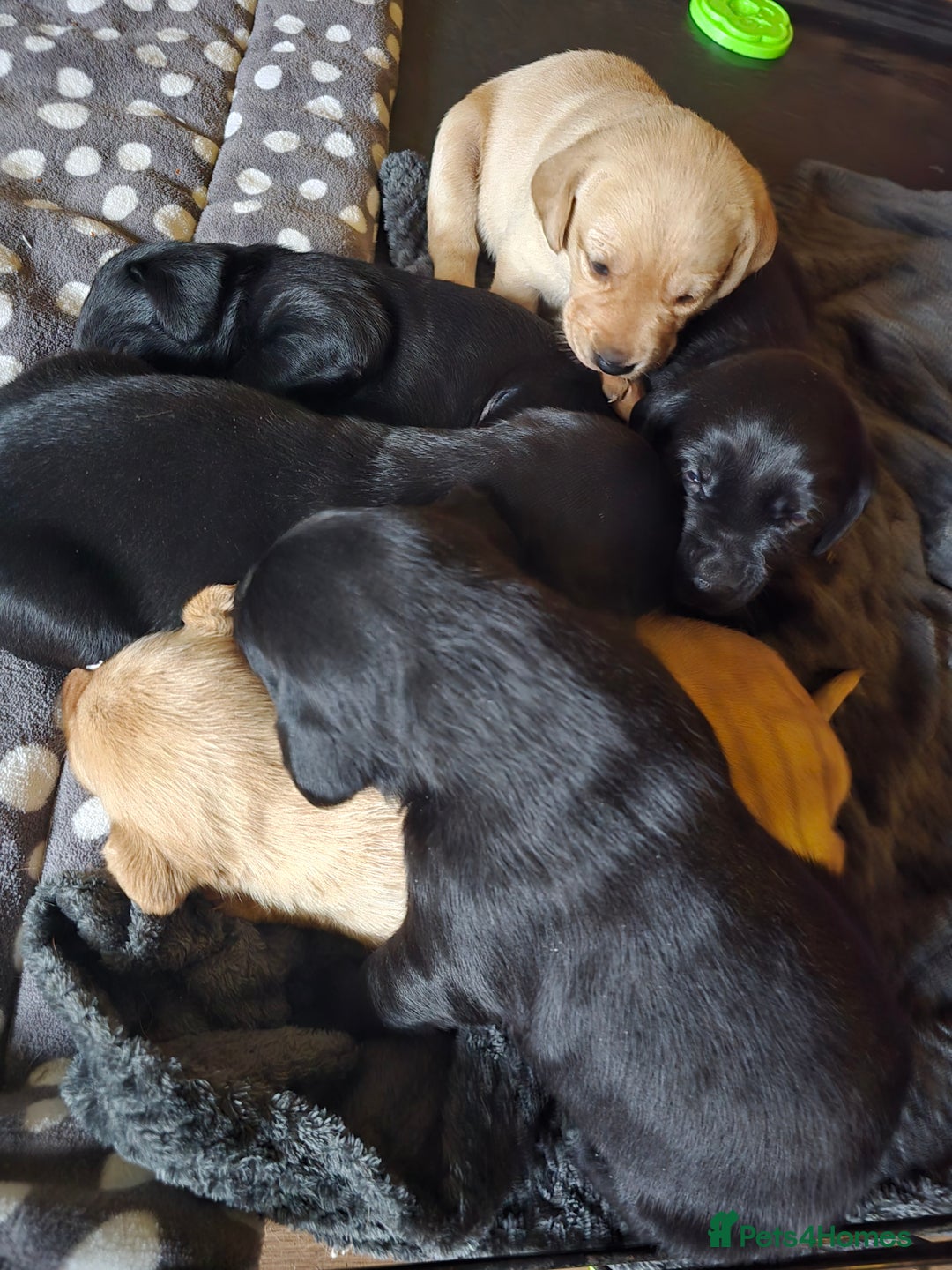 Labrador Retriever dogs for sale: Beautiful Labradors. Ready in time for Christmas - Image 3