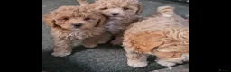 Maltipoo dogs for sale: Maltipoo  - Advert 3