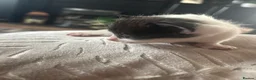 Mixed Breed cats for sale: Munchkin x kittens  - Advert 13
