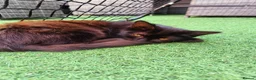 Mixed Breed cats for sale: Lexxi in Deeside - Advert 2