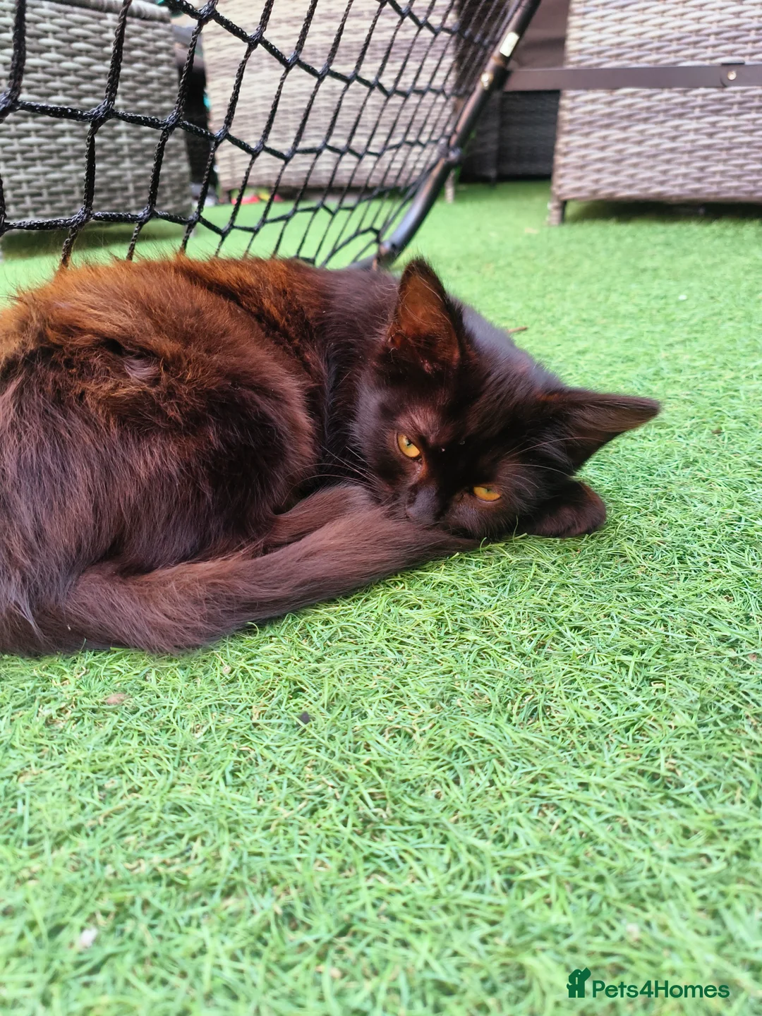 Mixed Breed cats for sale: Lexxi in Deeside - Advert 2