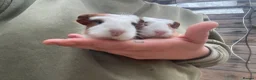 Guinea Pig rodents for sale: Gorgeous guinea pigs  - Advert 7