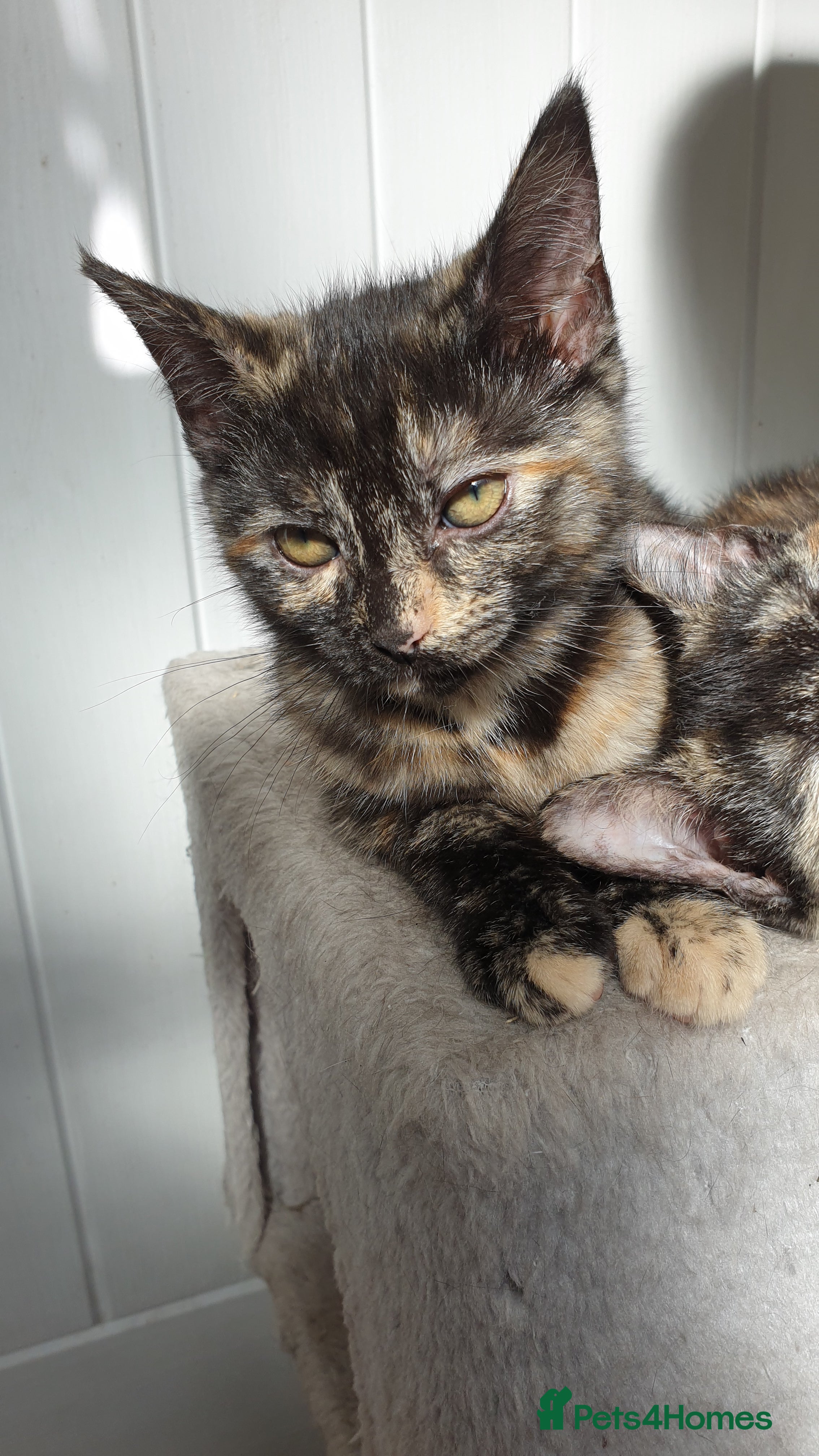 Mixed Breed cats for sale: 4 female kittens  - Advert 5