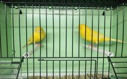 Canaries birds for sale: Canaries  - Image 4