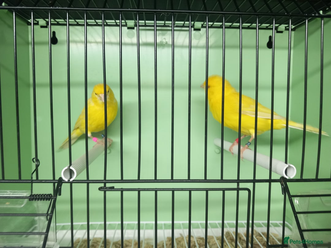 Canaries birds for sale: Canaries  - Image 4