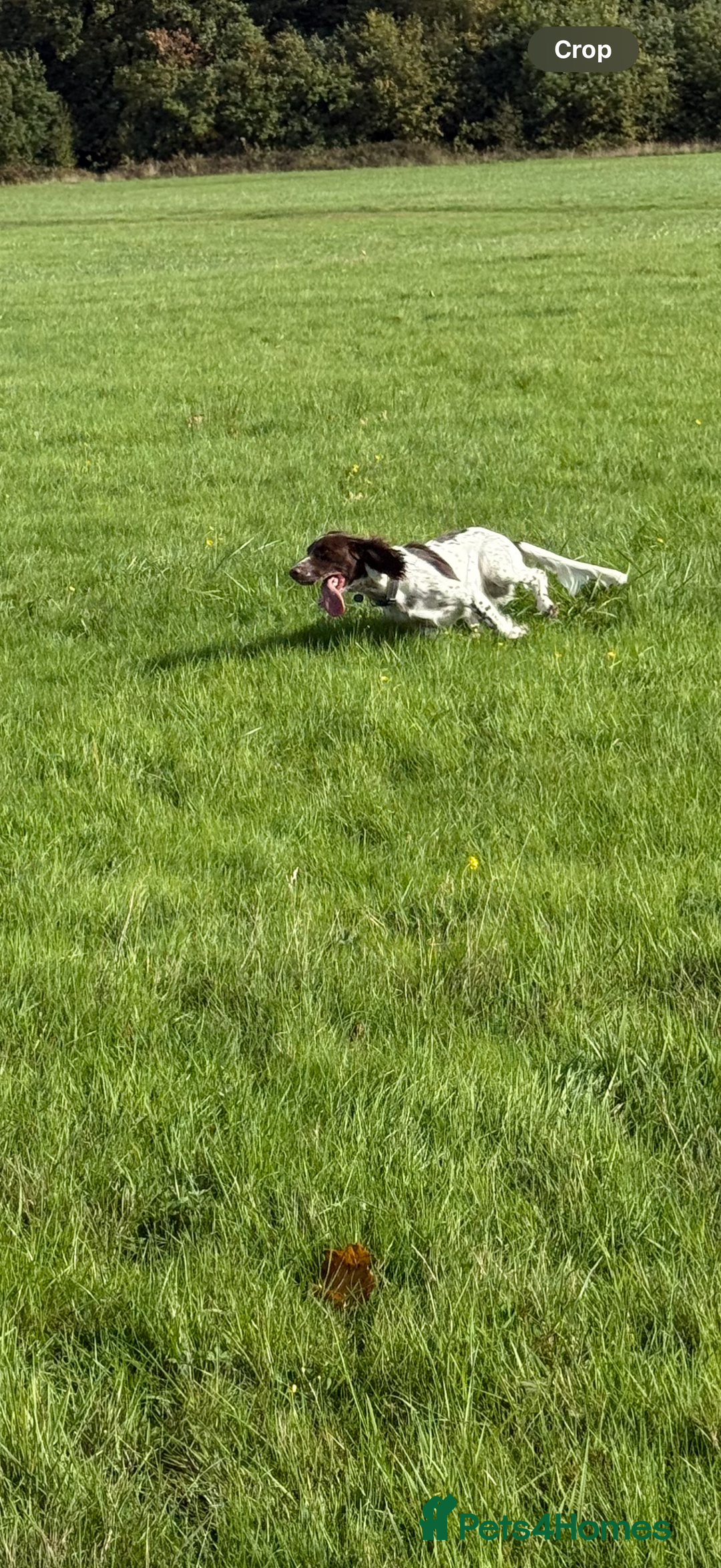 Cocker Spaniel dogs for sale: 7 month old male working cocker spaniel puppy - Image 3